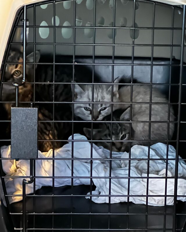 Calling all friends, family, colleagues, and homeowners. We have caught some stray kittens in the development and they are going to be looking for good indoor homes! There’s a least one remaining to catch plus the momma who clearly needs to be fixed asap. The kittens are wild but looking to be at the 5/6 week mark in age so they are young enough to start handling (a-lot) to make them great pets! Anyone looking to add a cute kitty to their new home in a week or two? #smithbilthomes #realtorrenea #smithbilthomesspecialist#rkingsellshomes #newconstruction #newhomes #thefarmatriverbend #thefarm #riverbend #smithbilthomes #southlandrealtors #southlandcomplaniestn #seymour #seymourtn #sevierville #seviercounty #seviercountytn seviervilletn #seviervilletennessee#newdevelopment realtorrenea smithbilthomes southlandrealtors southlandcompaniestn #southlandnewconstructiondivision #thefarmatriverbendbysmithbilt
#farmatriverbend #farmatriverbendbysmithbilt