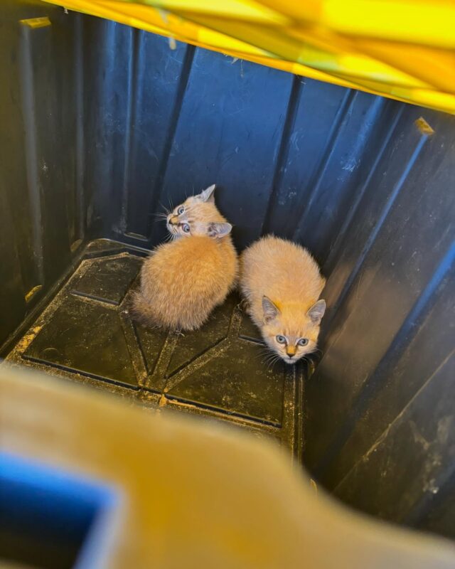 Anyone looking to adopt a kitten? These were found in a KUB utility box and our field crew helped get them out, in the development that I am working. There’s a third that got away but working to catch. Do not know if they are male or female yet. They are pst psst right now but will calm down quickly with proper care just as the last bunch did. Please reach out, they need good homes asap! Help us get them feeling safe at home and loved! Thank you! #farmatriverbendbysmithbilt #farmatriverbend #realtorrenea #southlandrealtors #seviervilletn
